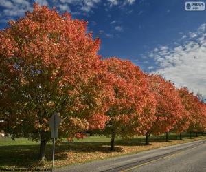 Puzzle Arbres en automne