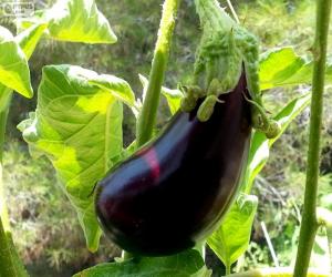 Puzzle Aubergine