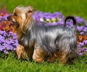 Puzzle Australian Silky Terrier ou un terrier est originaire de l'Australie