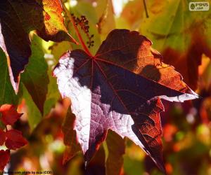 Puzzle Automne dans le vignoble