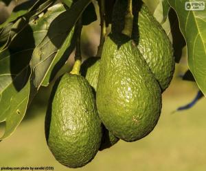 Puzzle Avocats dans l’arbre