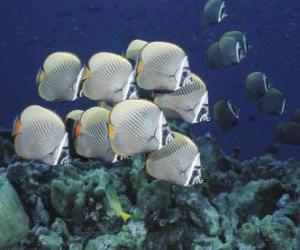 Puzzle Banc de poissons argenté