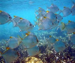 Puzzle Banc de poissons