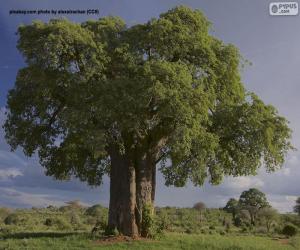 Puzzle Baobab