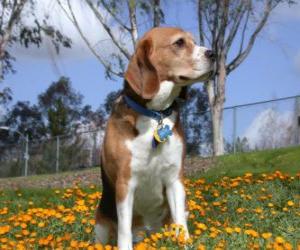 Puzzle Beagle