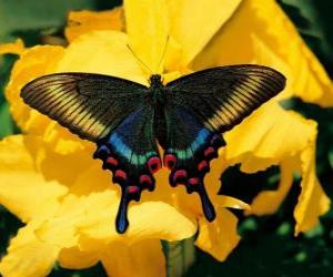 Puzzle Beau papillon sur une fleur jaune