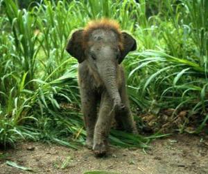 Puzzle bébé éléphant