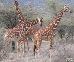 Puzzle Belles girafes