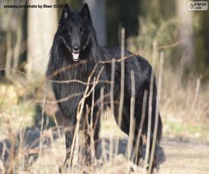 Puzzle Berger belge groenendael