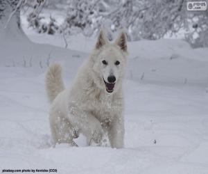 Puzzle Berger blanc suisse