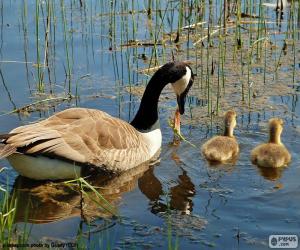 Puzzle Bernache du Canada dans le lac