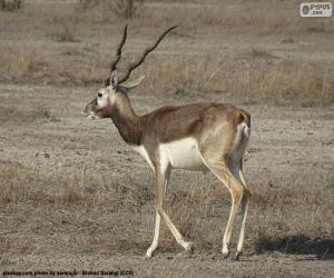 Puzzle Blackbuck