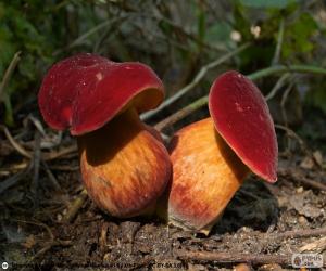 Puzzle Boletus rubellus