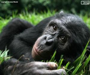 Puzzle Bonobo ou chimpanzé pygmée