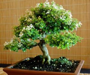 Puzzle bonsai, arbre miniature dans un plateau en fonction de l'art japonais du bonsaï