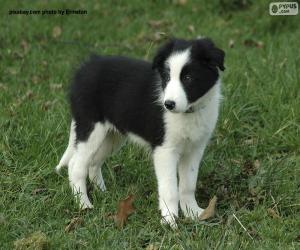 Puzzle Border Collie chiot