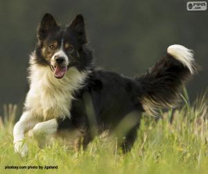 Puzzle Border Collie