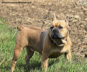 Puzzle Bouledogue français