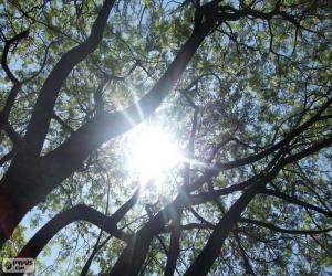 Puzzle Branches et soleil