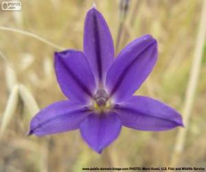 Puzzle Brodiaea filifolia