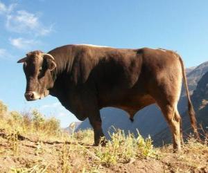 Puzzle Bœuf à le pâturage dans le domaine