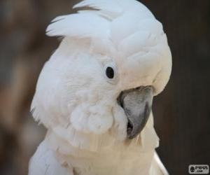 Puzzle Cacatua alba