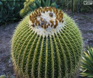 Puzzle Cactus rond