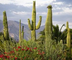 Puzzle Cactus Saguaro