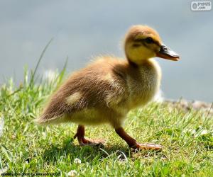 Puzzle Caneton de Canard colvert