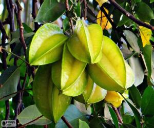 Puzzle Carambole, fruit exotique