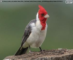 Puzzle Cardinal à huppe rouge