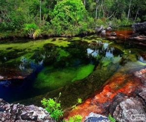 Puzzle Caño Cristales, Colombia