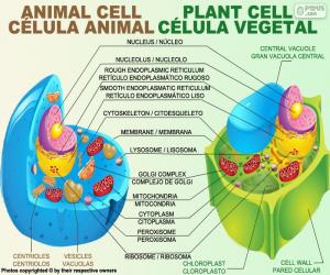 Puzzle Cellule animale et végétale