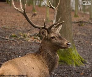 Puzzle Cerf élaphe