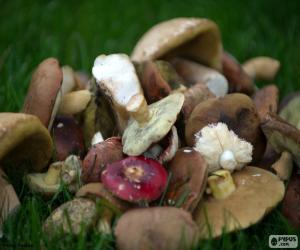 Puzzle Champignons de divers types