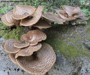 Puzzle Champignons sur une notation