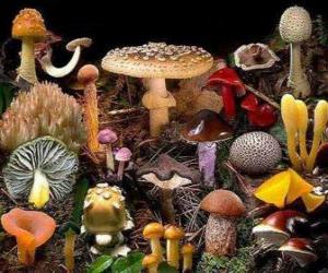 Puzzle Champignons