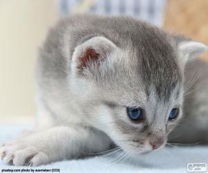 Puzzle Chat gris yeux bleus