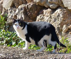 Puzzle Chat noir et blanc