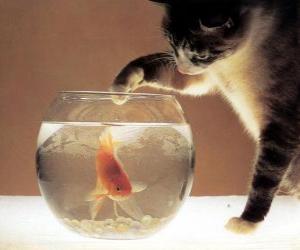 Puzzle Chat regardant un poisson