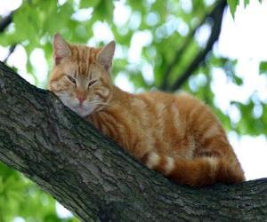 Puzzle Chat reposant sur la branche d'un arbre