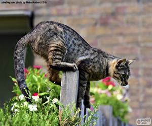 Puzzle Chat sur une clôture