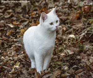 Puzzle Chaton blanc