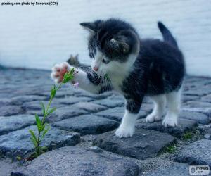 Puzzle Chaton et plante