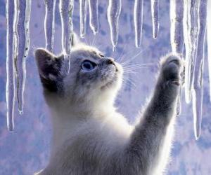 Puzzle Chaton jouant avec de la glace