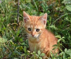 Puzzle Chaton précieux