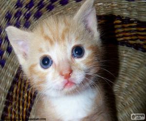 Puzzle Chaton sympathique