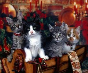 Puzzle Chatons mignons sur le jour de Noël