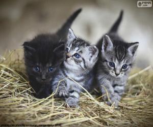 Puzzle Chatons mignons