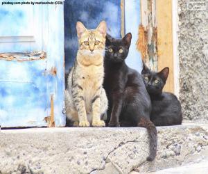 Puzzle Chats à la porte